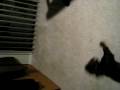 Copper finds himself Copper finds himself