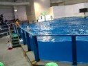 Noboribetsu Marine Park -dolphin show -1