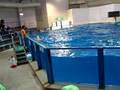 Noboribetsu Marine Park -dolphin show -1