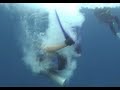 Koh Tao Whalesharks,Thailand