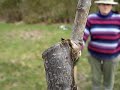 Fruitwise planting a small pear tree