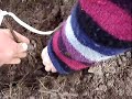 Fruitwise planting a small pear tree