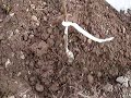 Fruitwise planting a small pear tree