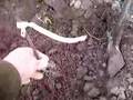 Fruitwise planting a small pear tree