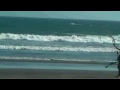 "Nature Video": San Quintin, MX Jul '09