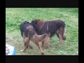 deux leonbergs de huit ans qui jouent deux leonbergs de huit ans qui jouent