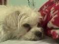 powder-puff is sleepy