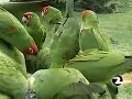 KTVU Coverage Wild Parrots