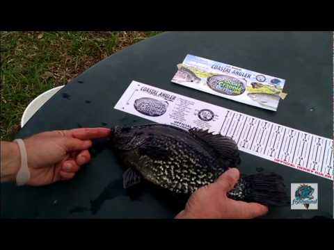 3rd Annual Shad & Crappie Derby 2012