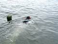 videos de Moose Water Fetch