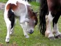 New Foal 07