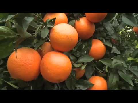 how to look after a lemon tree in the uk