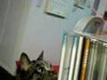 フク、猫ぱんち