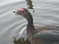 Turkey Vulture