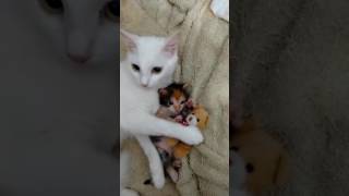 Bebeğini ve Bebeğinin Oyuncağını Koruyan Anne Kedi.