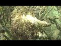 Native Pearl Oysters shown living in their Natural Environment. The Sea of Cortez has two native pearl oysters capable of producing naturally dark (black) and rainbow colored pearls. The video was shot in Bacochibampo Bay, Guaymas, Sonora, MX during the summer of 2007.