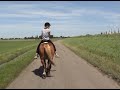 haflinger riding haflinger riding
