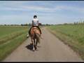 haflinger riding