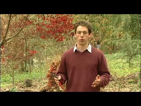 how to prune a japanese maple tree