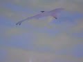 shark swim with Paulio Maldives