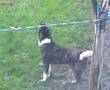 Akita Inu video