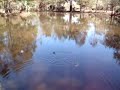 videos de Alligator Images of South Lousiana