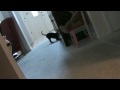 videos de Maggie Plays Fetch