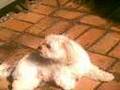 videos de Pets 26062008    