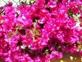 Conil Conil