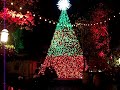 SDC Christmas Tree