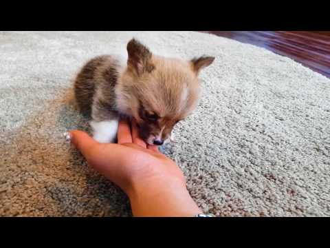 Teacup Welsh Corgi - Darrin