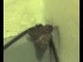 pipallion le papillion