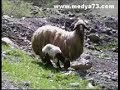 zeyet b?rusk viyan u ag?r ve ??rnak g�r�nt�lleri