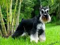 Pase Schnauzers miniatura con musica perruna Pase Schnauzers miniatura con musica perruna