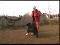 Funny Outtakes Dancing Dogs - Happy New Year!