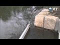 Neue Fischtreppe