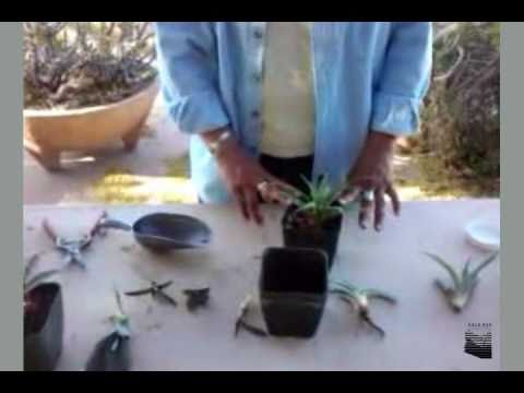 how to replant agave plants