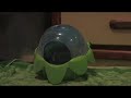 Chinchilla Bath Time Chinchilla Bath Time