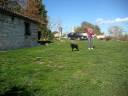 FANGO BLACK LABRADOR RETRIVER 4/4