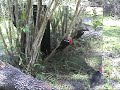 Pileated Woodpeckers at a mirror