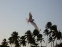 Por do Sol Gaivotas