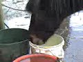 Harvey Drinking