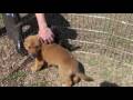RESCUED! Cheeto Golden Retriever mix puppy Cherokee County Animal Shelter Gaffney SC