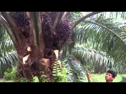 how to harvest oil palm