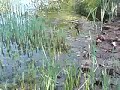 Frogs