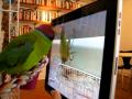 Gooj watches YouTube 2