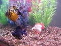 180 Gallon Fancy Goldfish Tank
