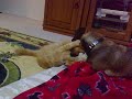 Такса Леди и Кот Лео
