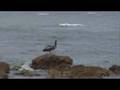 videos de WANVIB