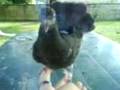 videos de incroyable animal